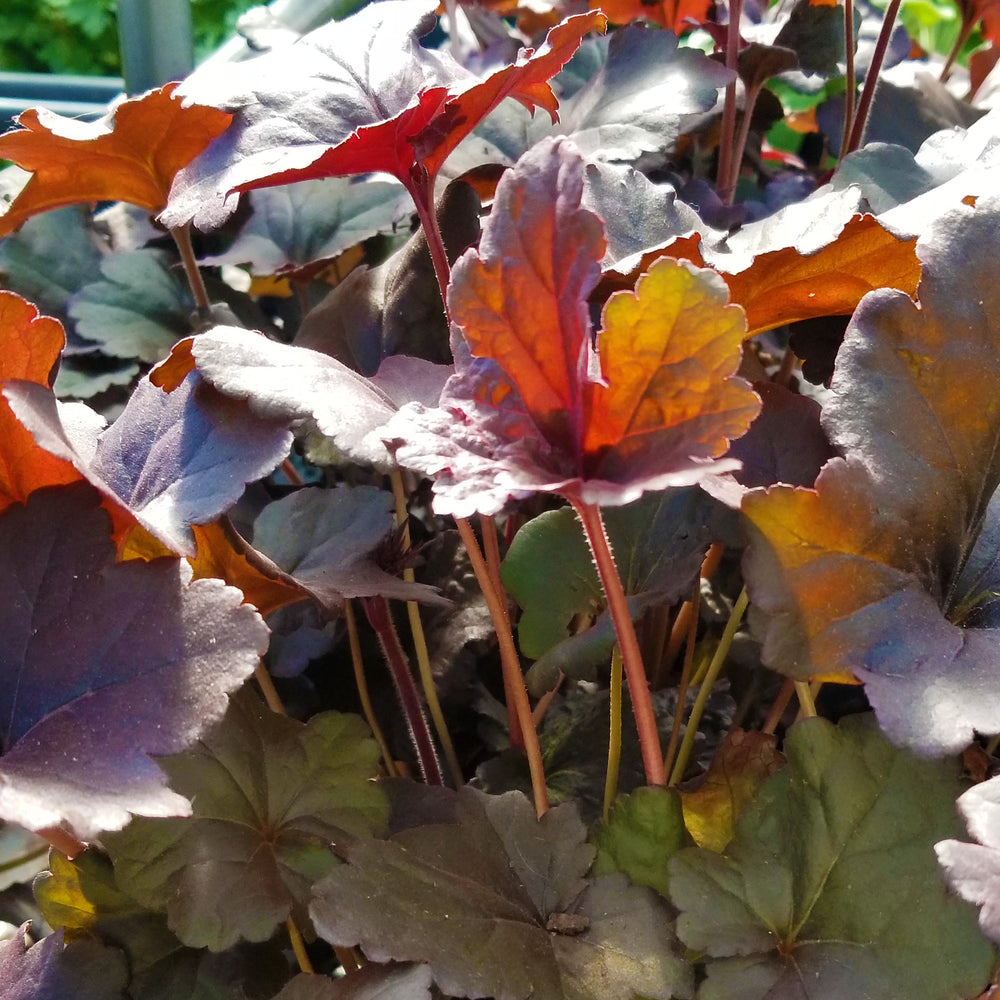 Obsidian Coral Bells