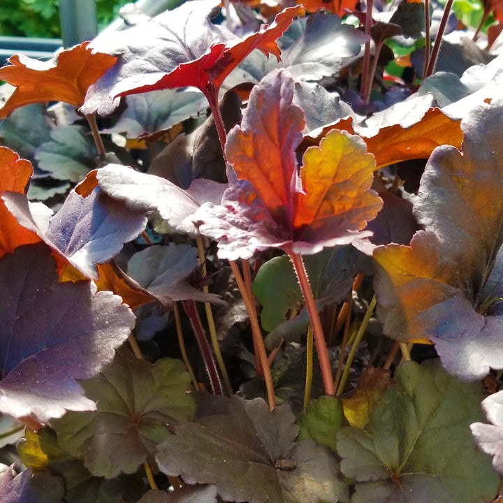 Obsidian Coral Bells