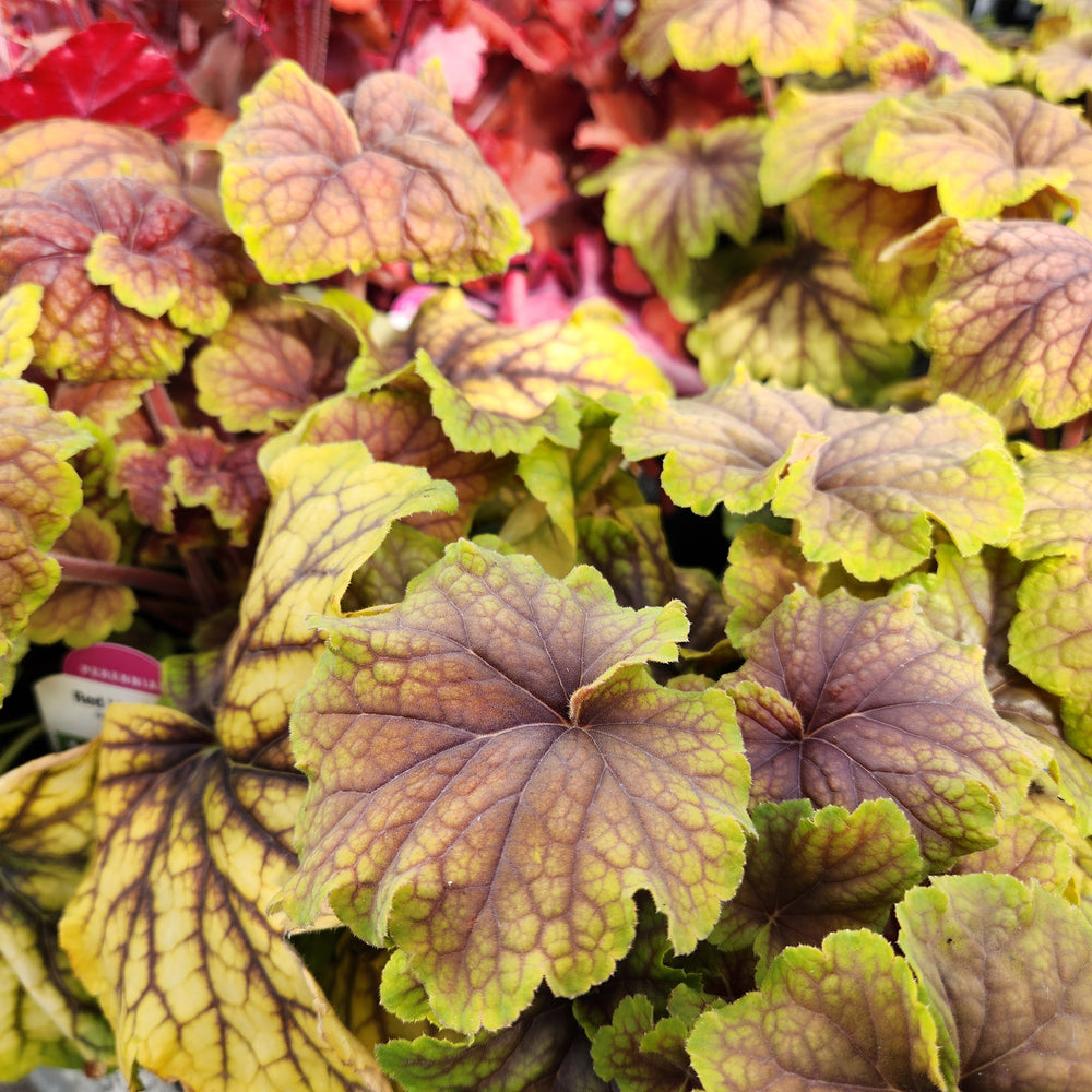 Red Lightening Coral Bells