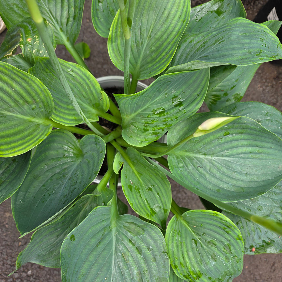 Empress Wu Hosta
