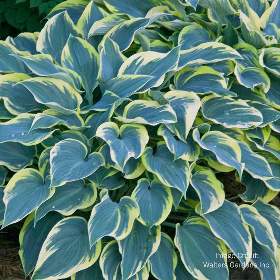 First Frost Hosta