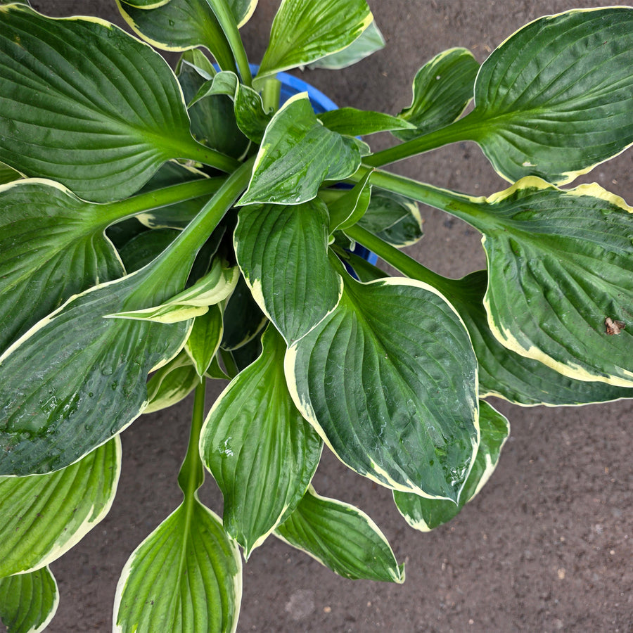 Francee Hosta