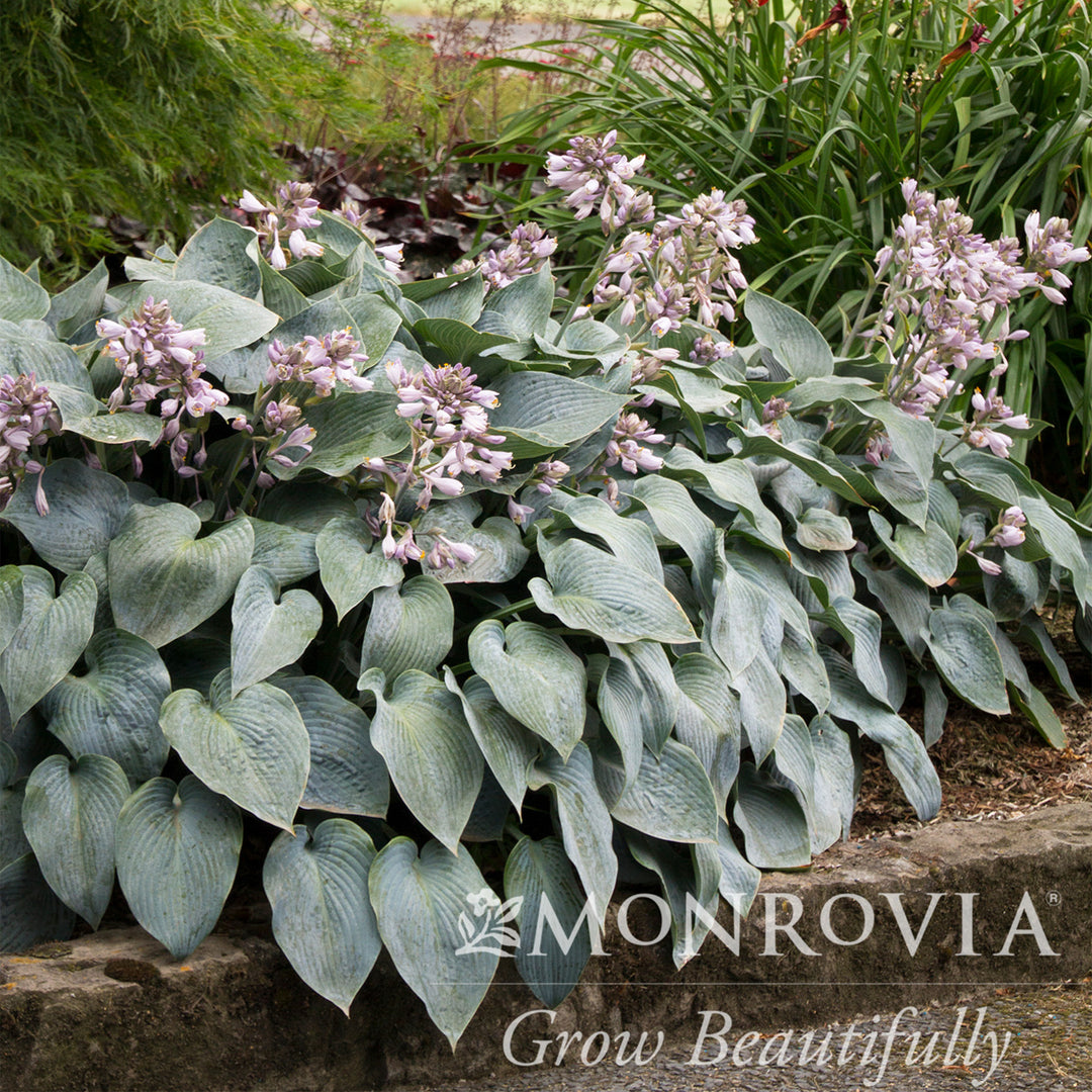 Halcyon Hosta