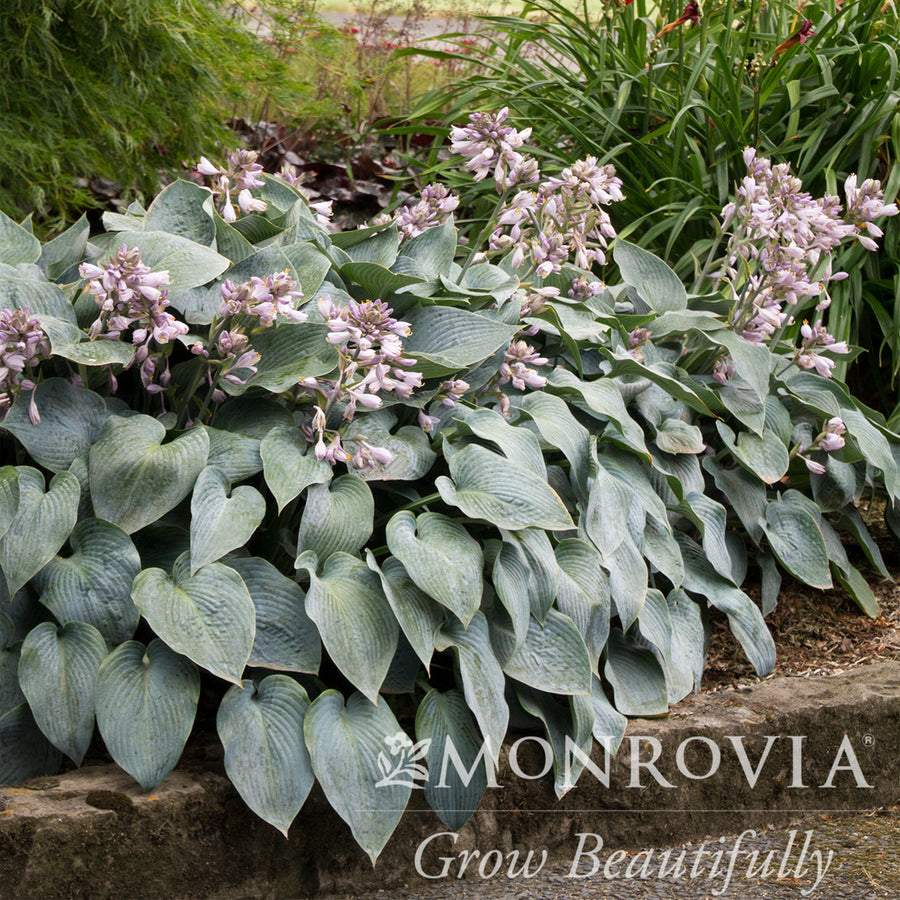 Halcyon Hosta