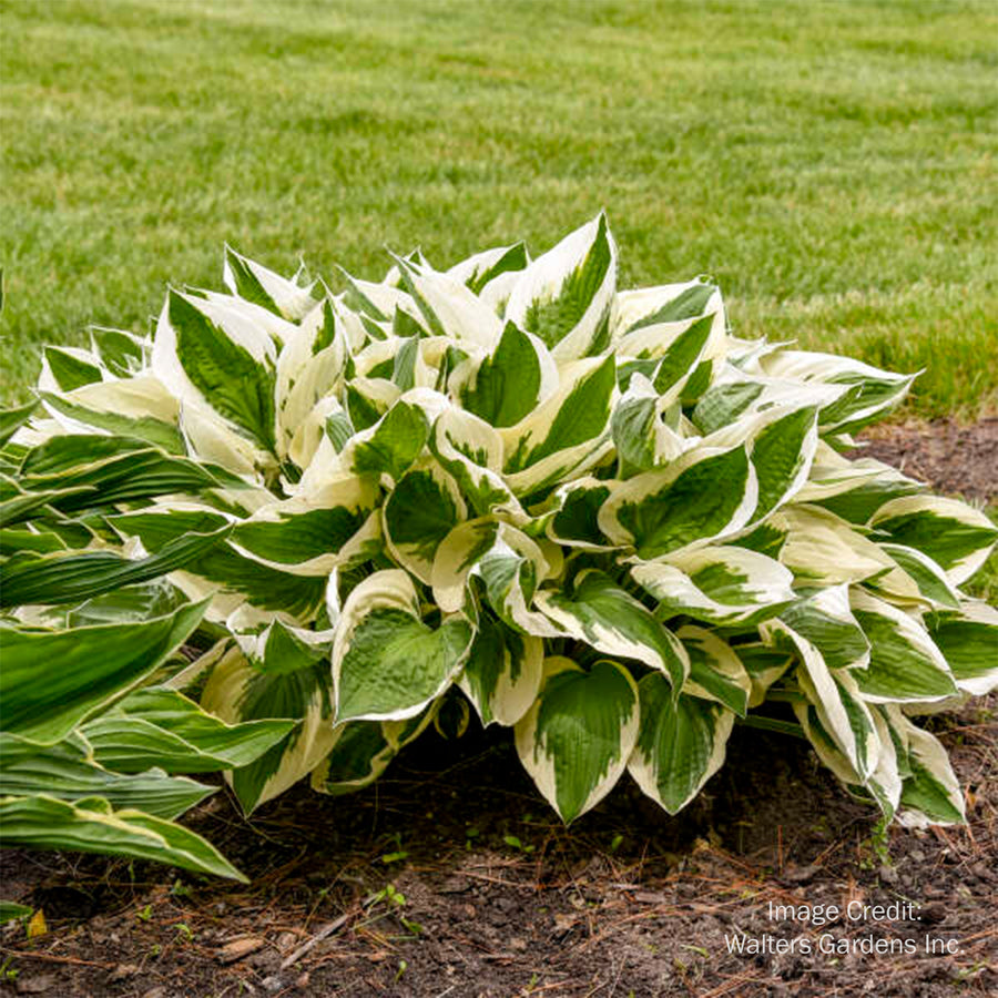 Patriot Hosta