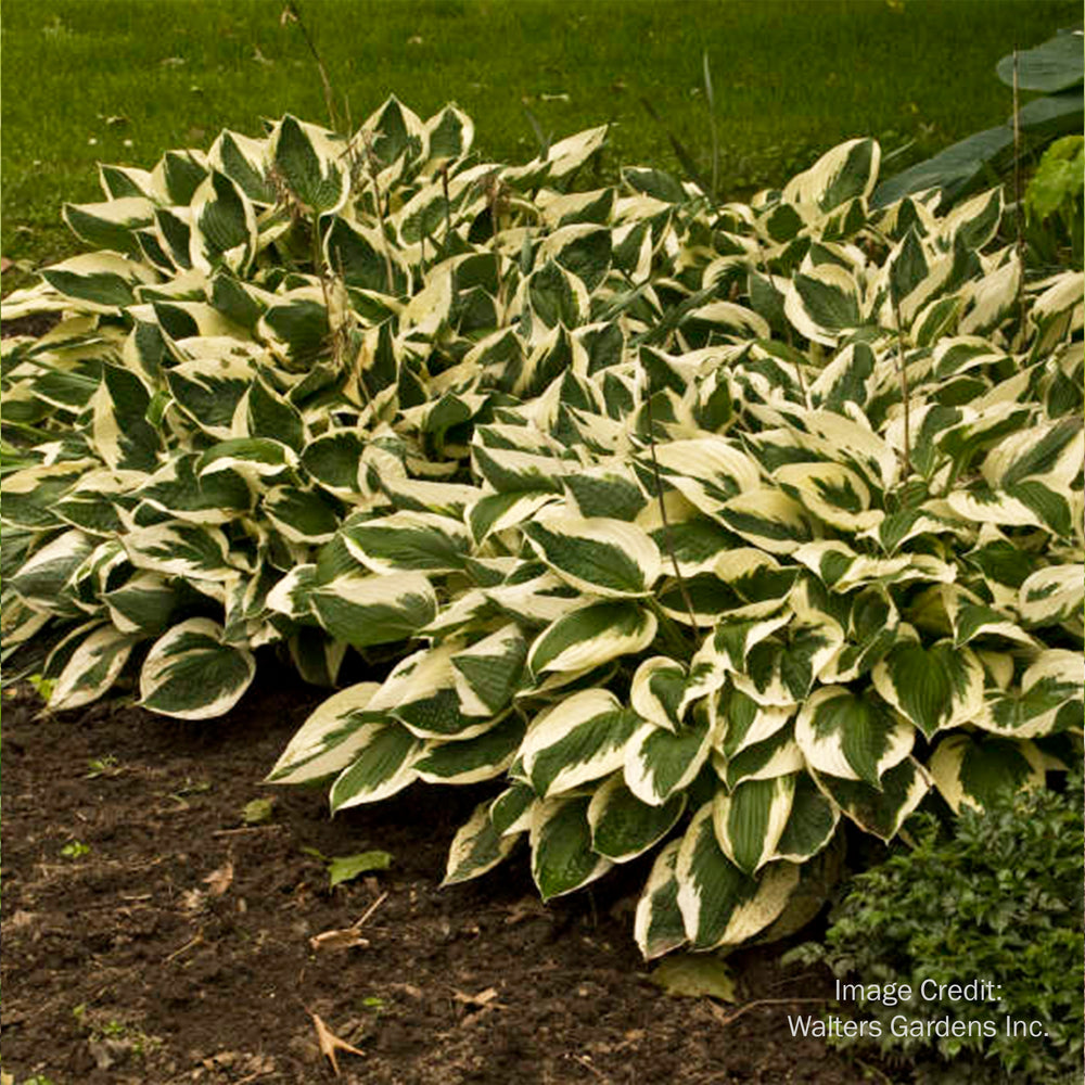 Patriot Hosta