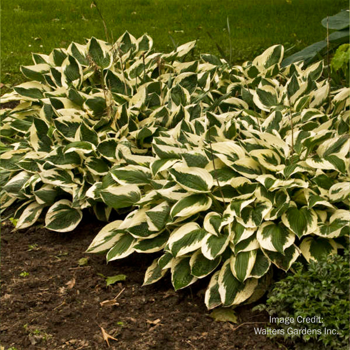 Patriot Hosta