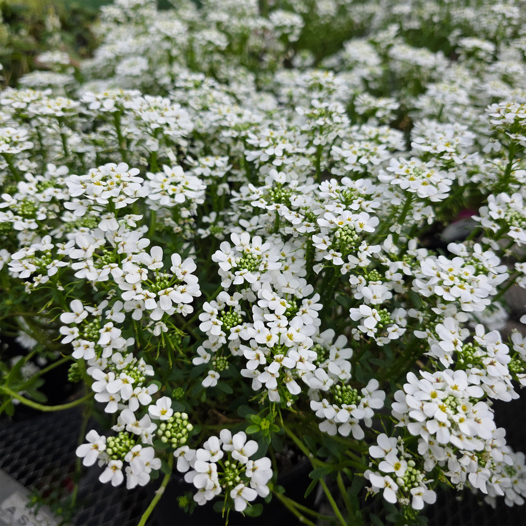 Alexander's White Candytuft