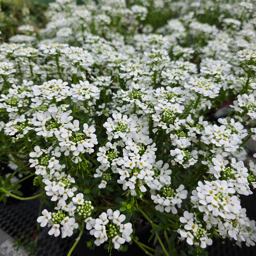 Alexander's White Candytuft