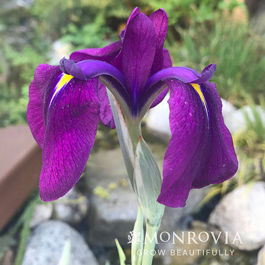 Variegated Iris