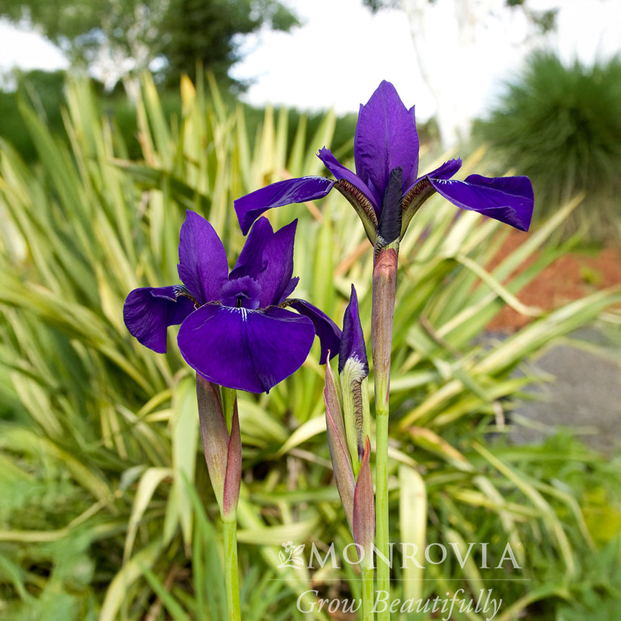 Caesar's Brother Iris