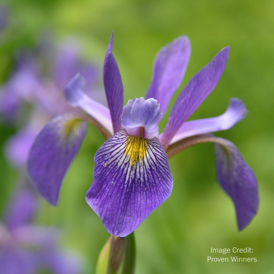 Purple Flame Iris