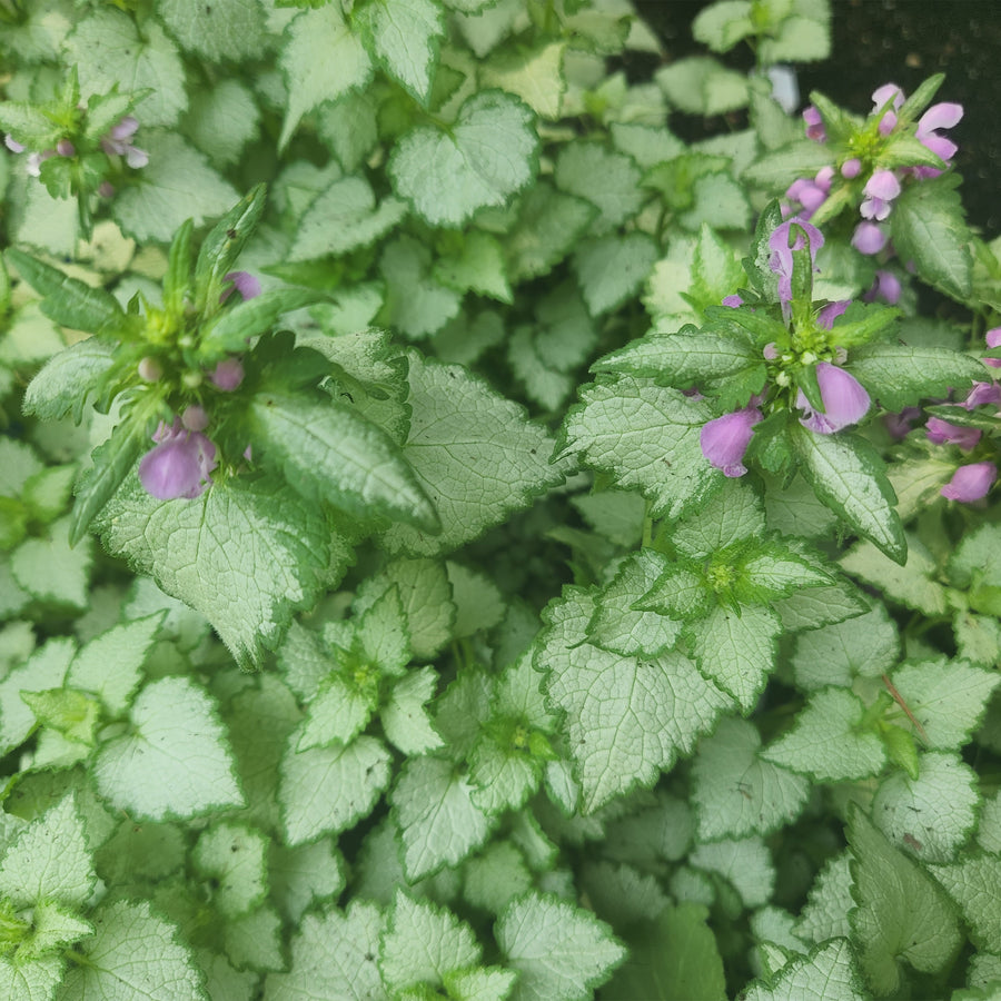 Orchid Frost Dead Nettle