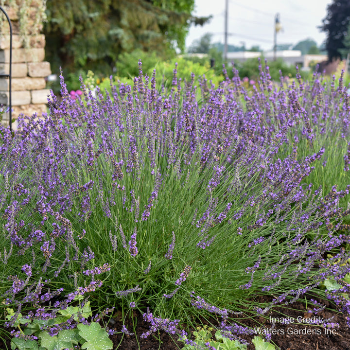 Phenomenal Lavender