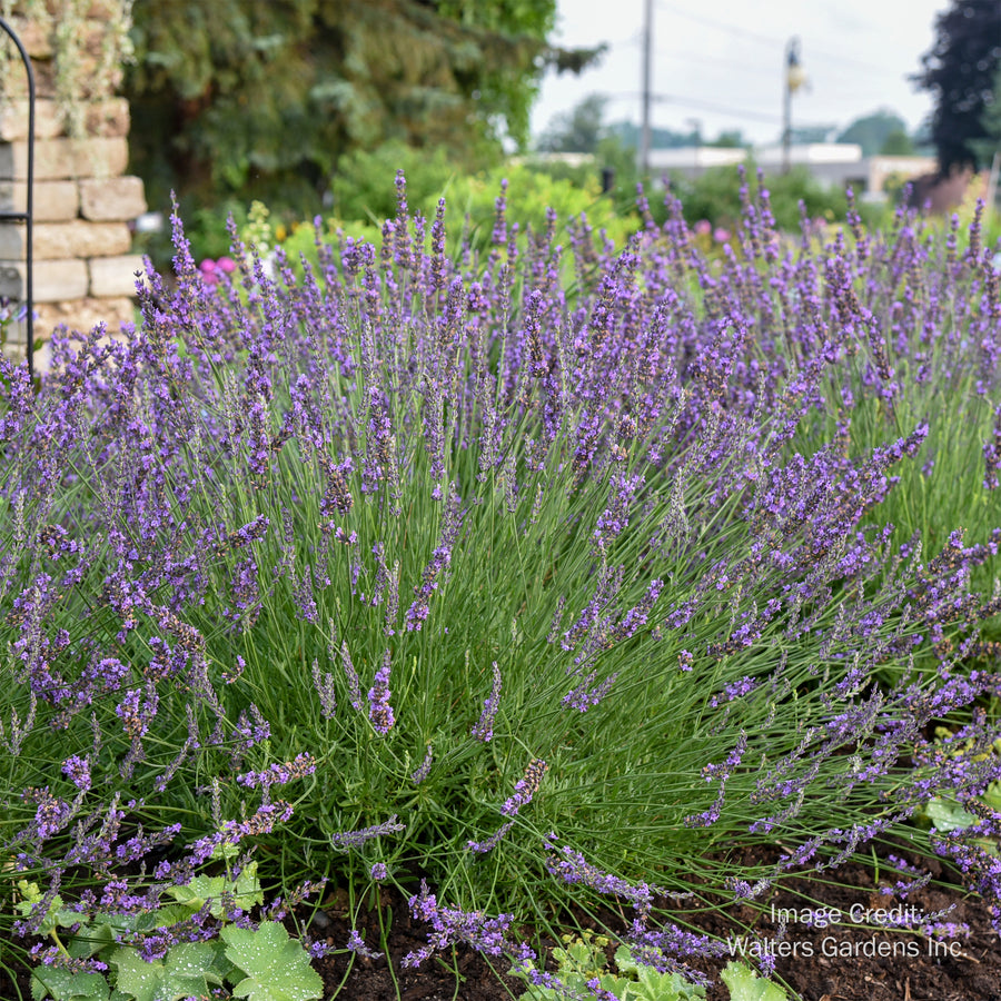 Phenomenal Lavender