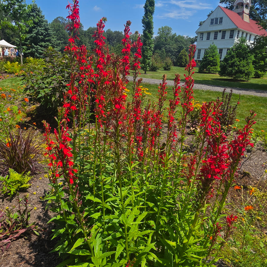 Cardinal Flower