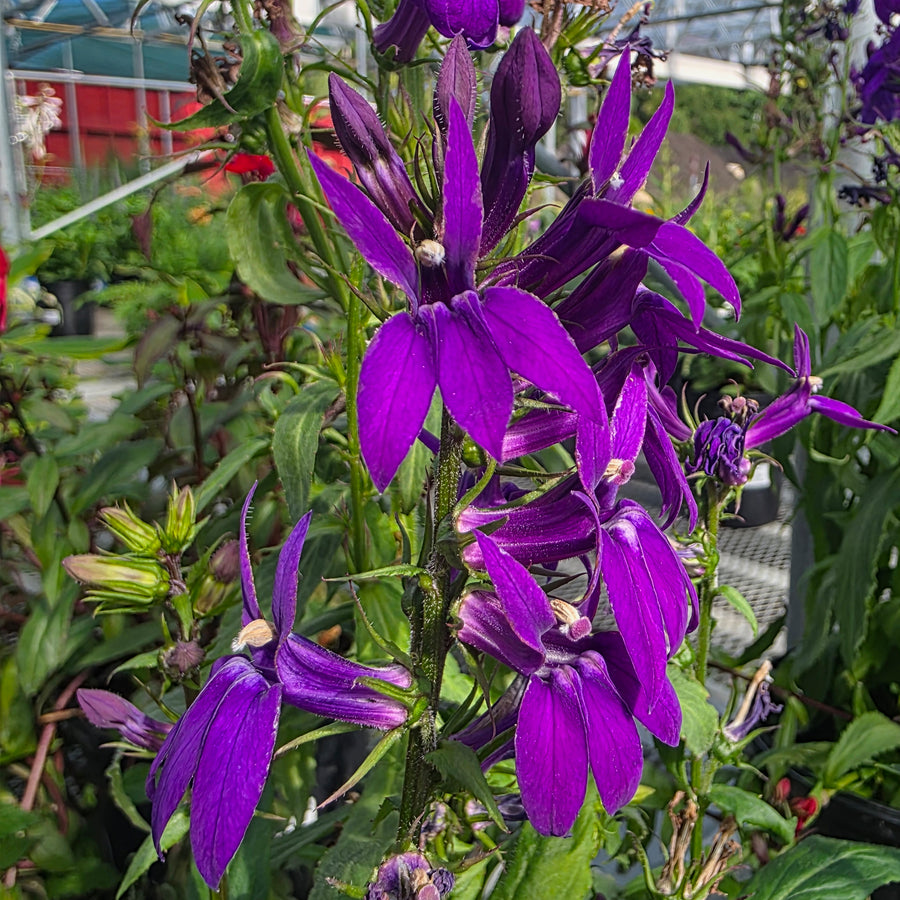 Starship Blue Cardinal Flower