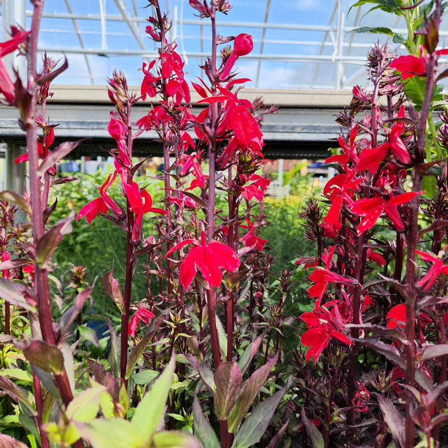 Starship Rose Cardinal Flower