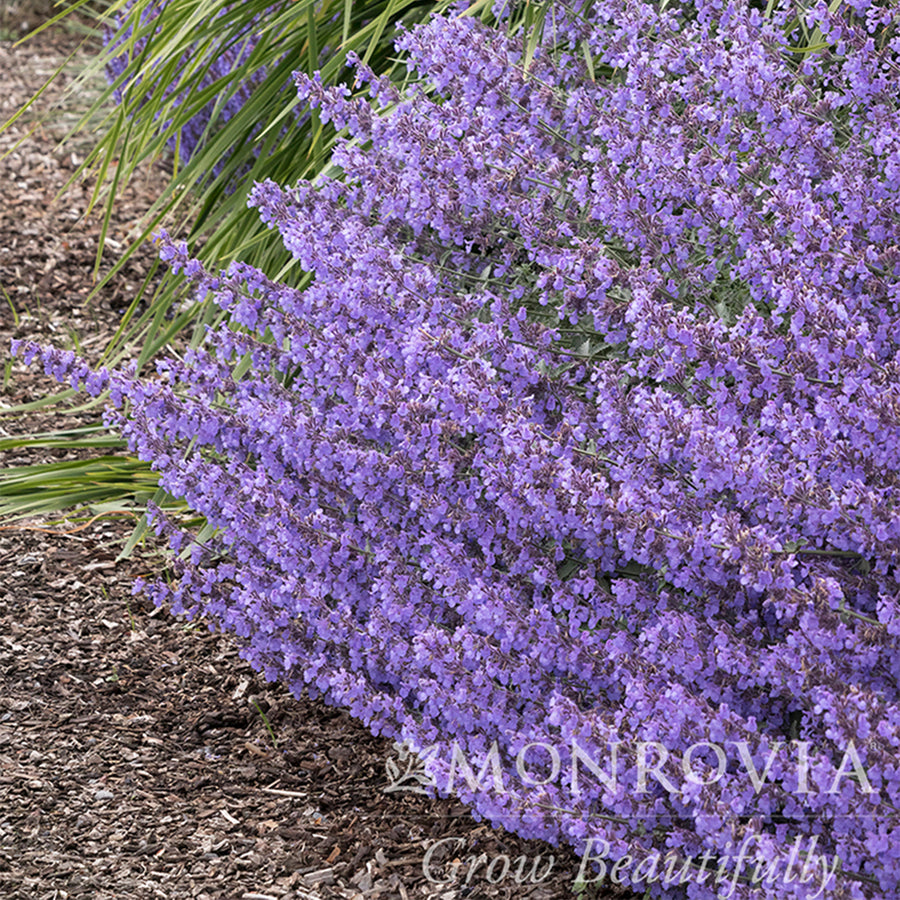 Junior Walker Catmint