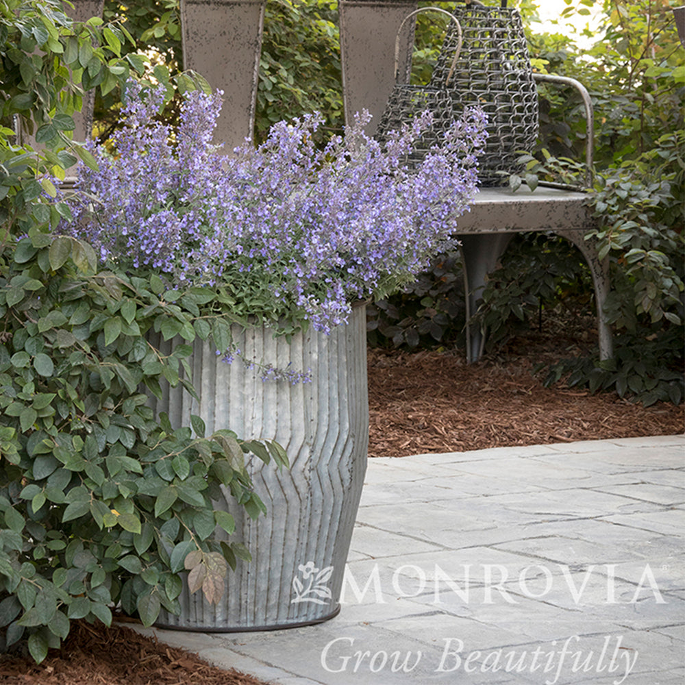 Junior Walker Catmint