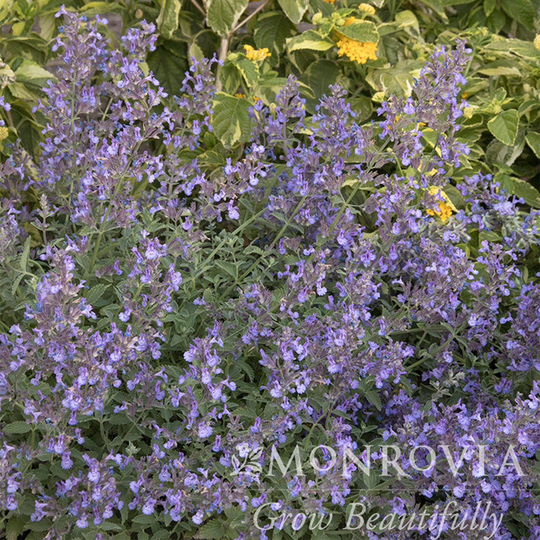 Junior Walker Catmint