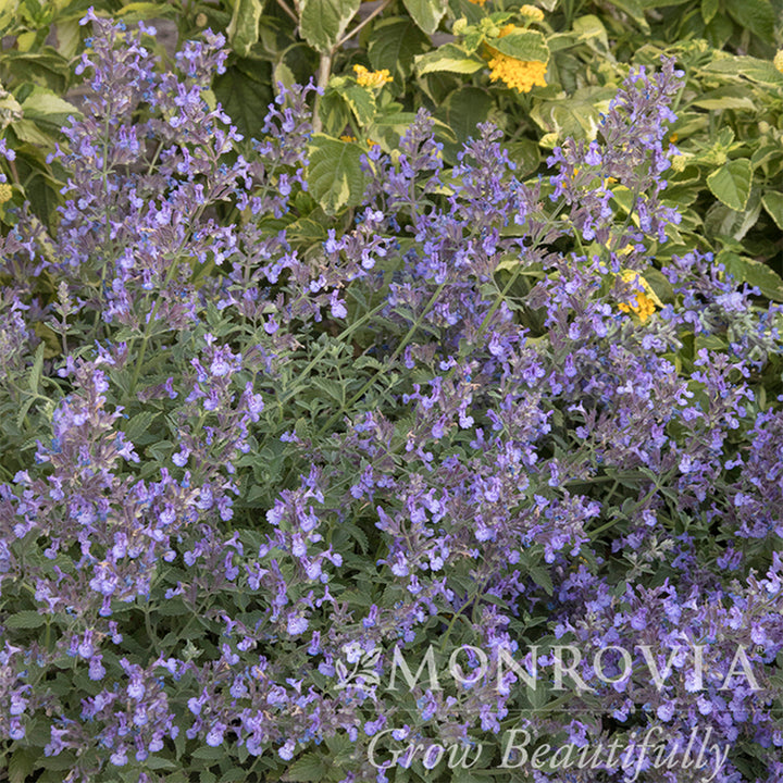Junior Walker Catmint