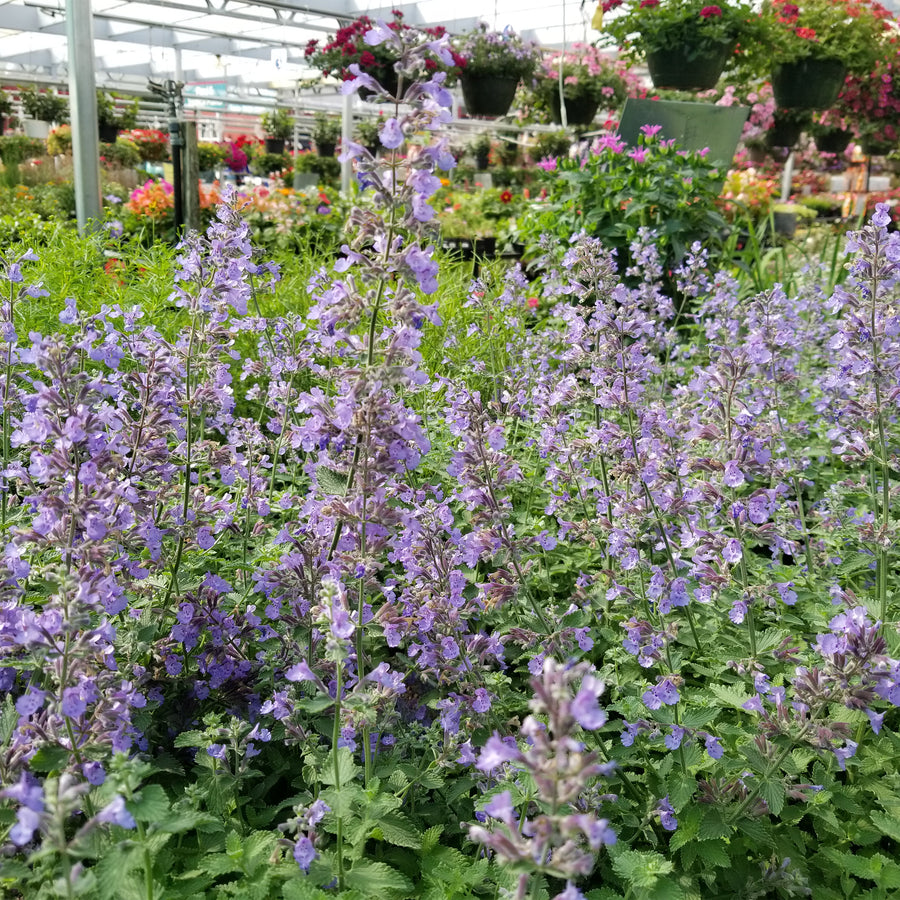 Walker’s Low Catmint
