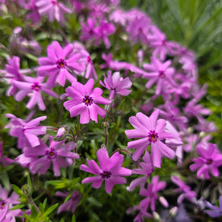 Fort Hill Moss Phlox