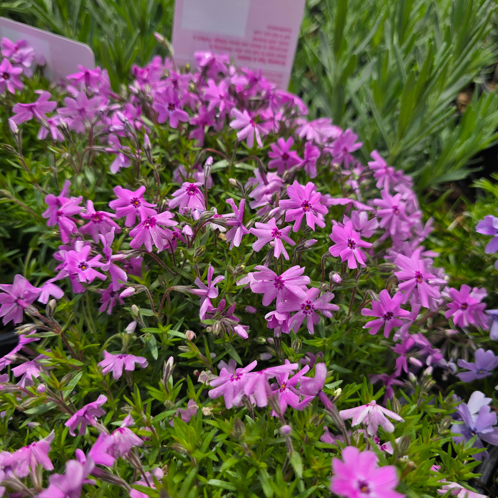 Fort Hill Moss Phlox