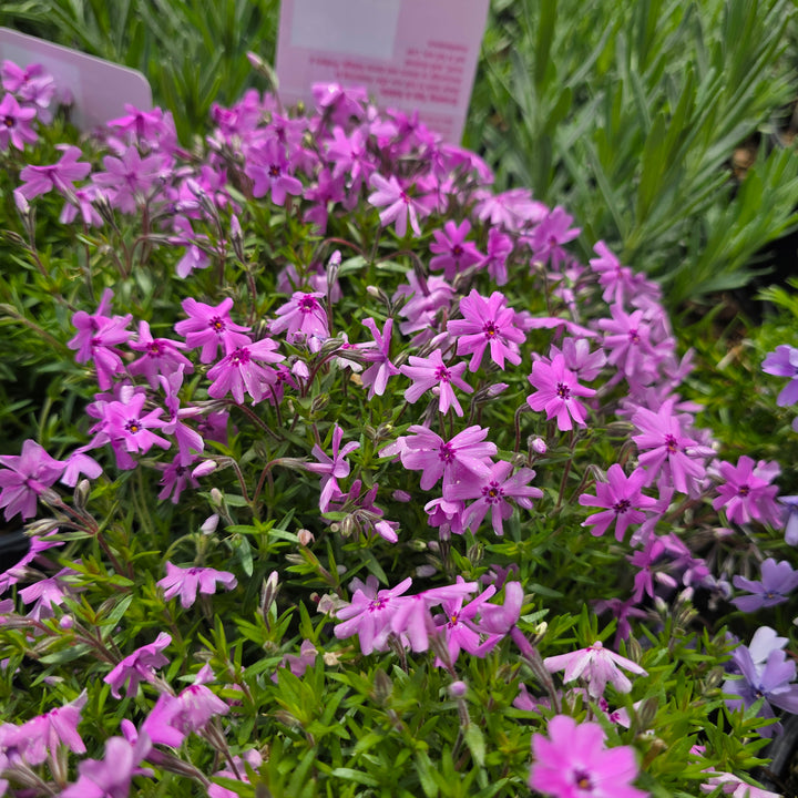 Fort Hill Moss Phlox