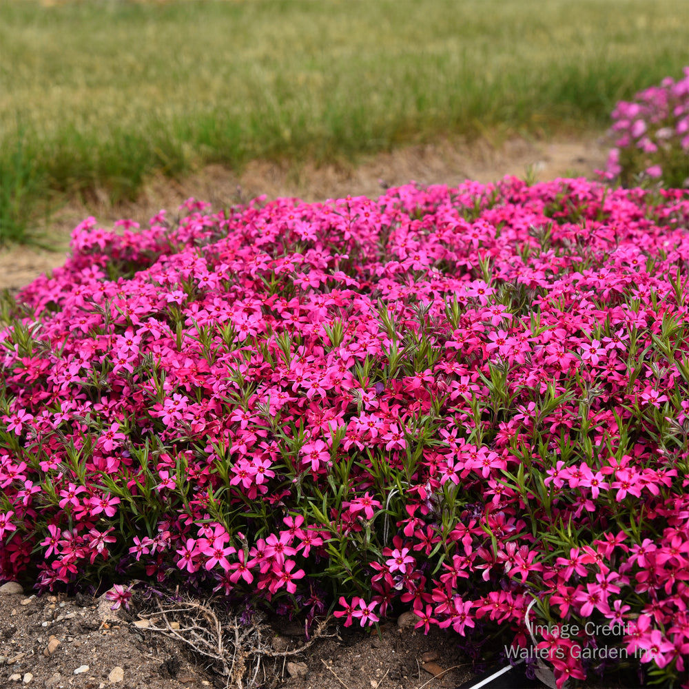 Red Wings Moss Phlox