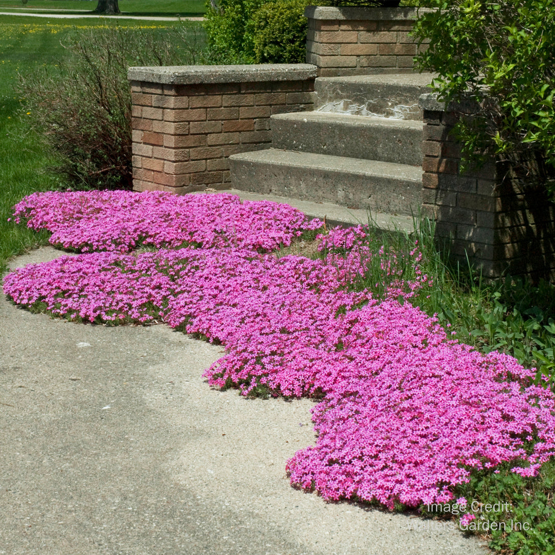 Red Wings Moss Phlox