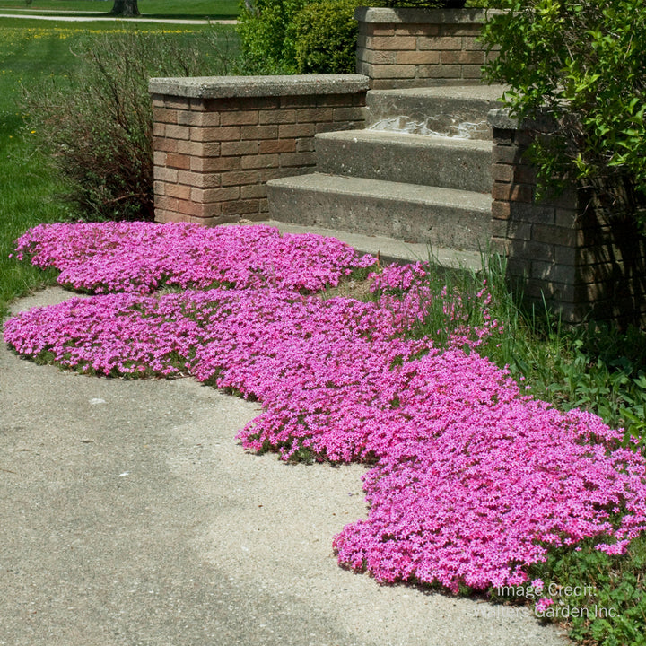 Red Wings Moss Phlox