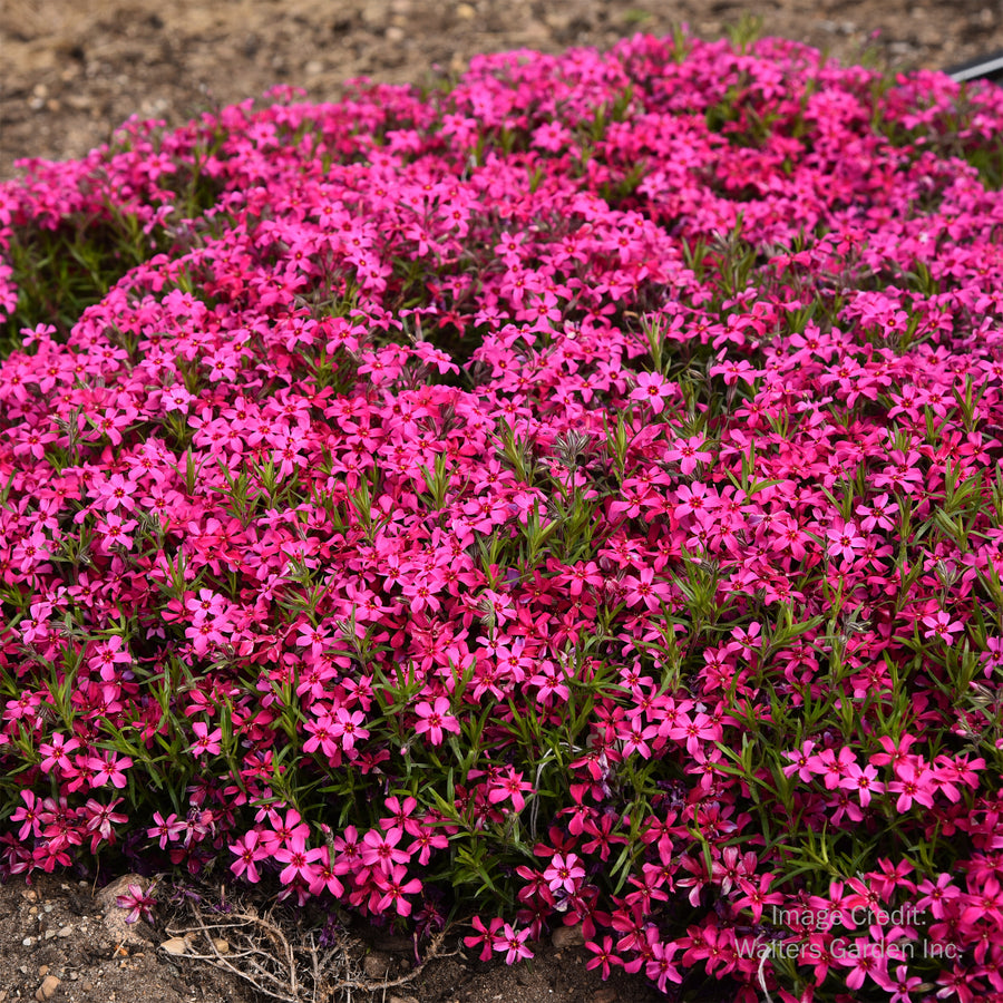 Red Wings Moss Phlox