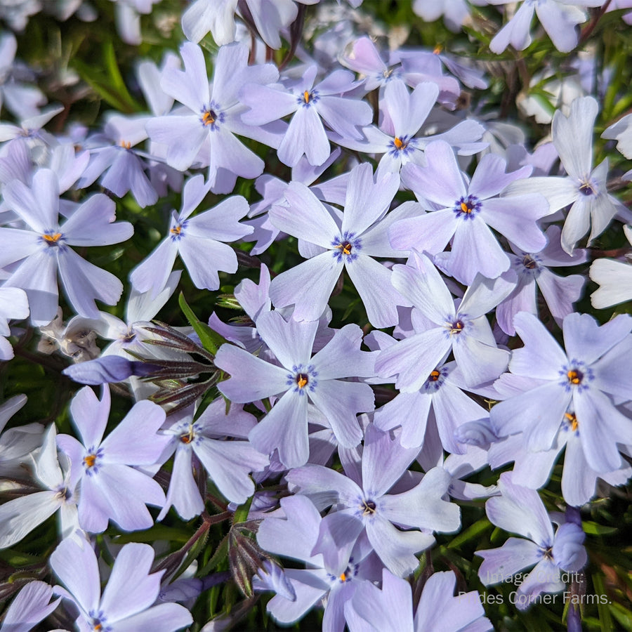 Spring Blue Moss Phlox