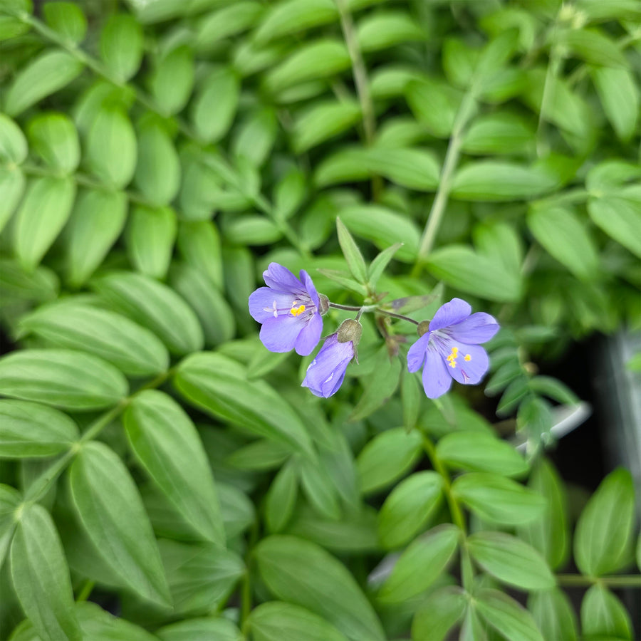 Heaven Scent Jacob's Ladder