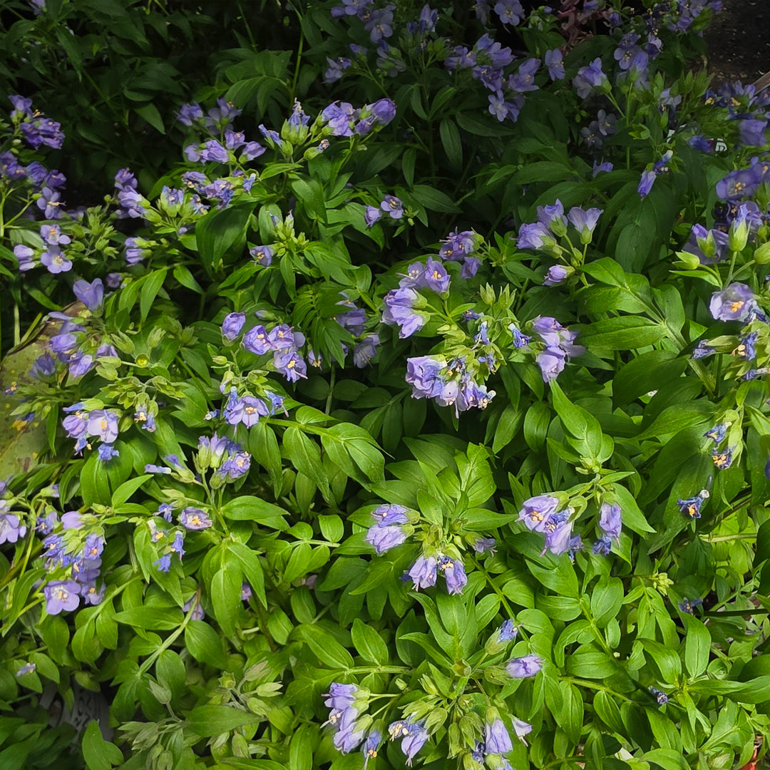 Heaven Scent Jacob's Ladder