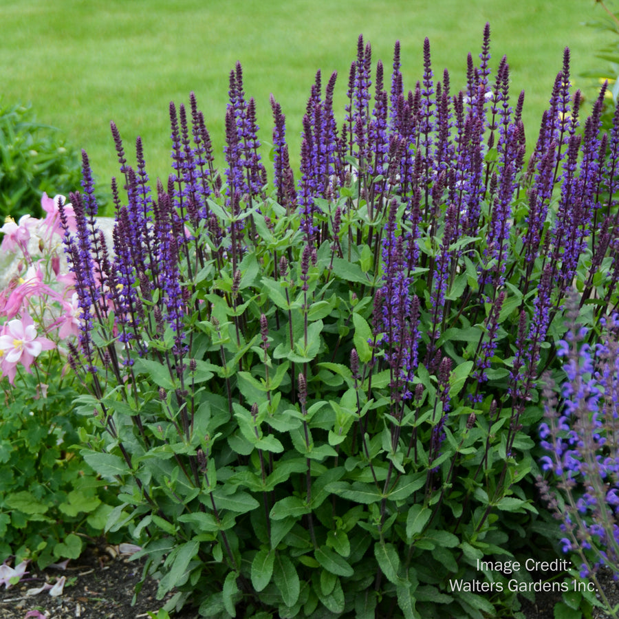 Caradonna Sage