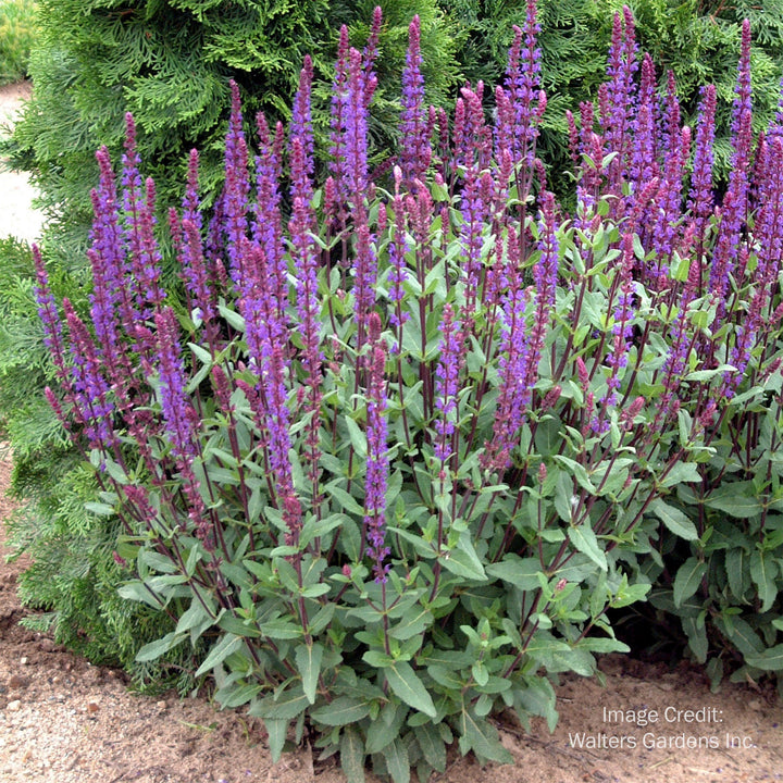 Caradonna Sage