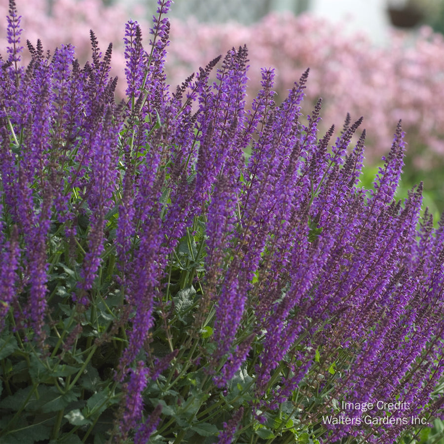 May Night Sage