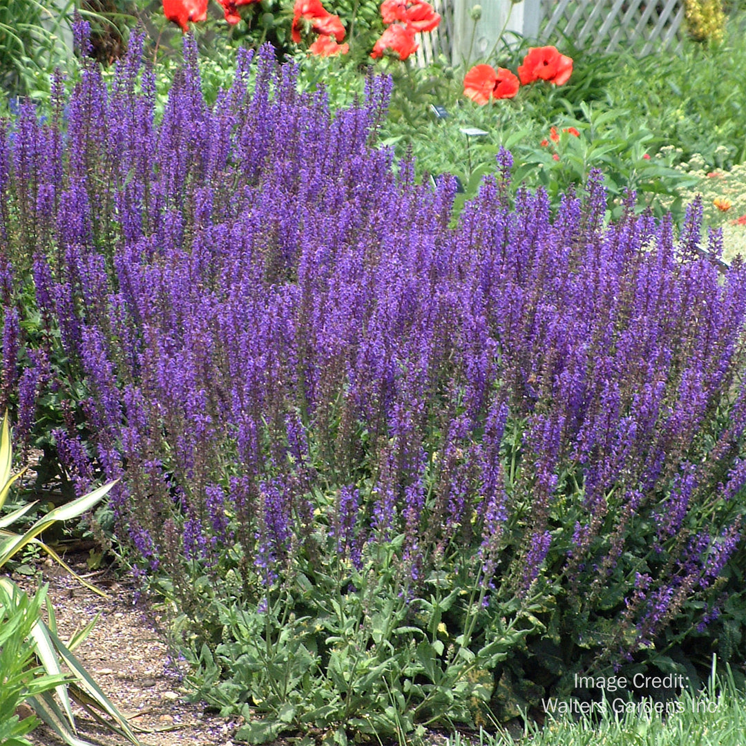 May Night Sage