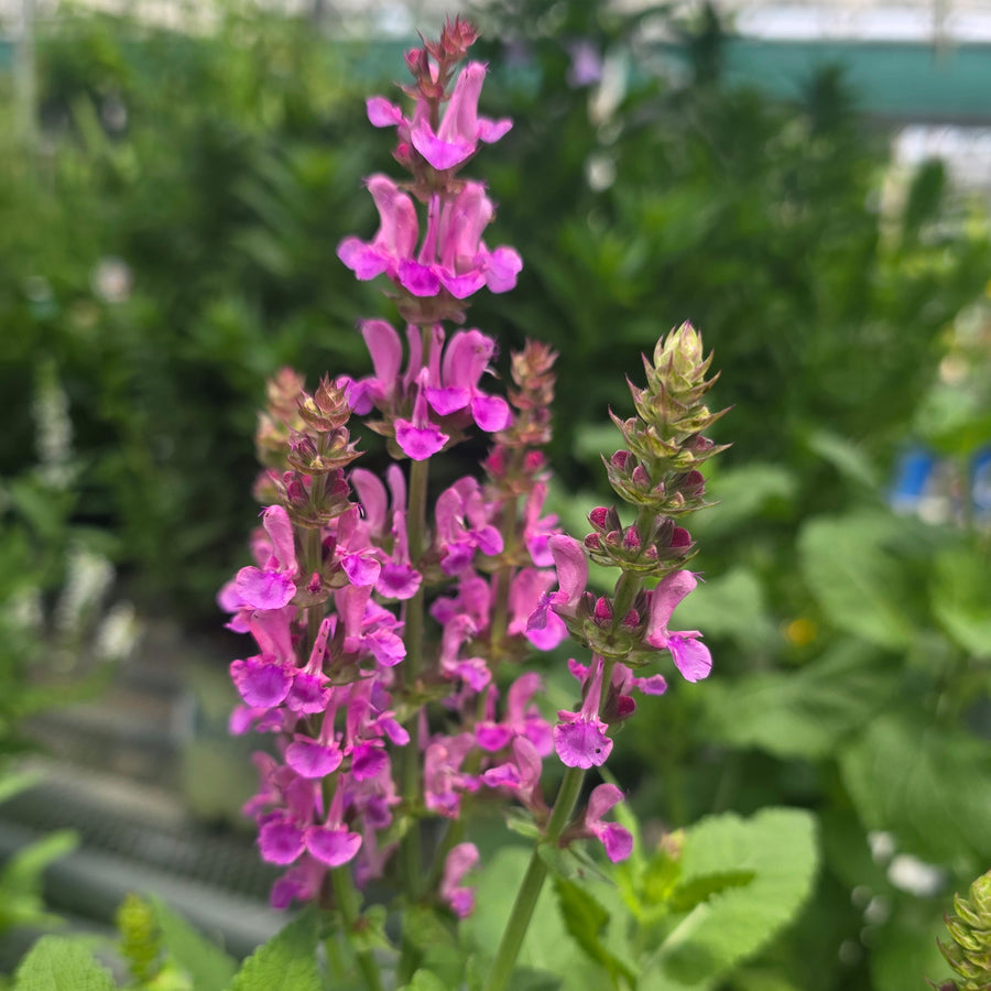 Rose Marvel Sage