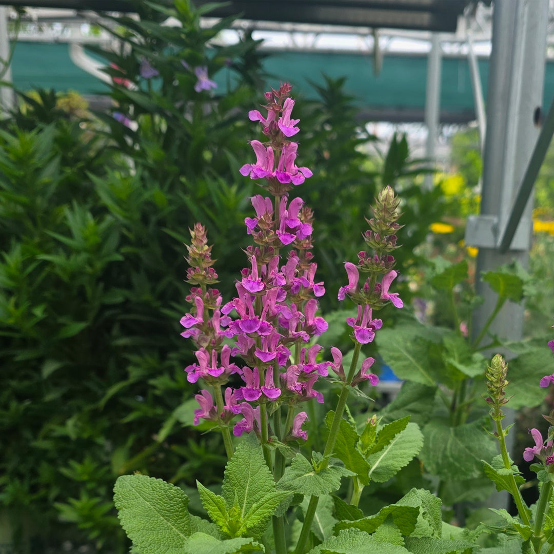 Rose Marvel Sage