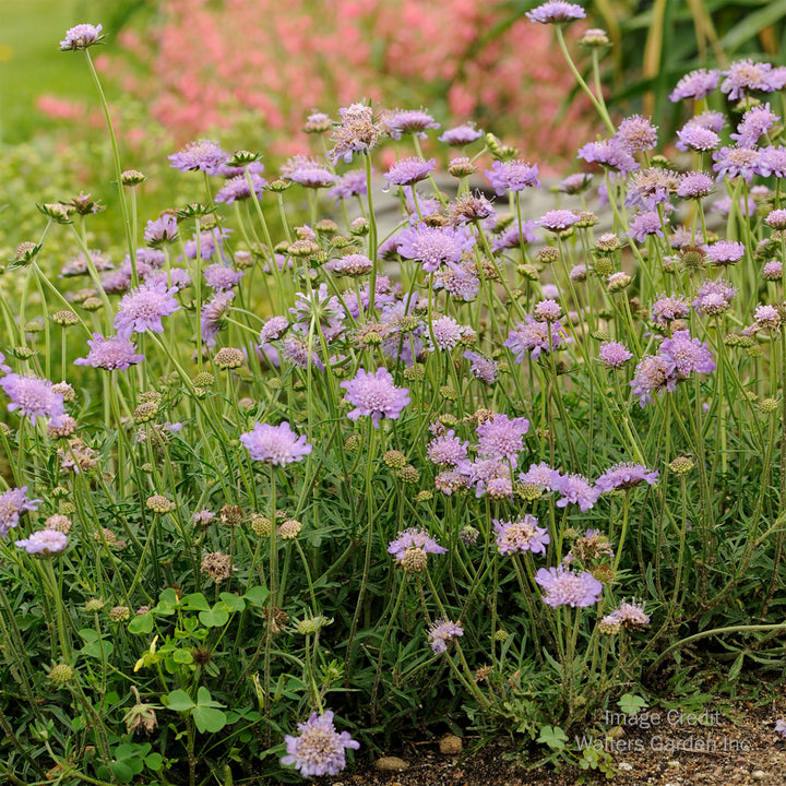 Butterfly Blue Pincushion Flower