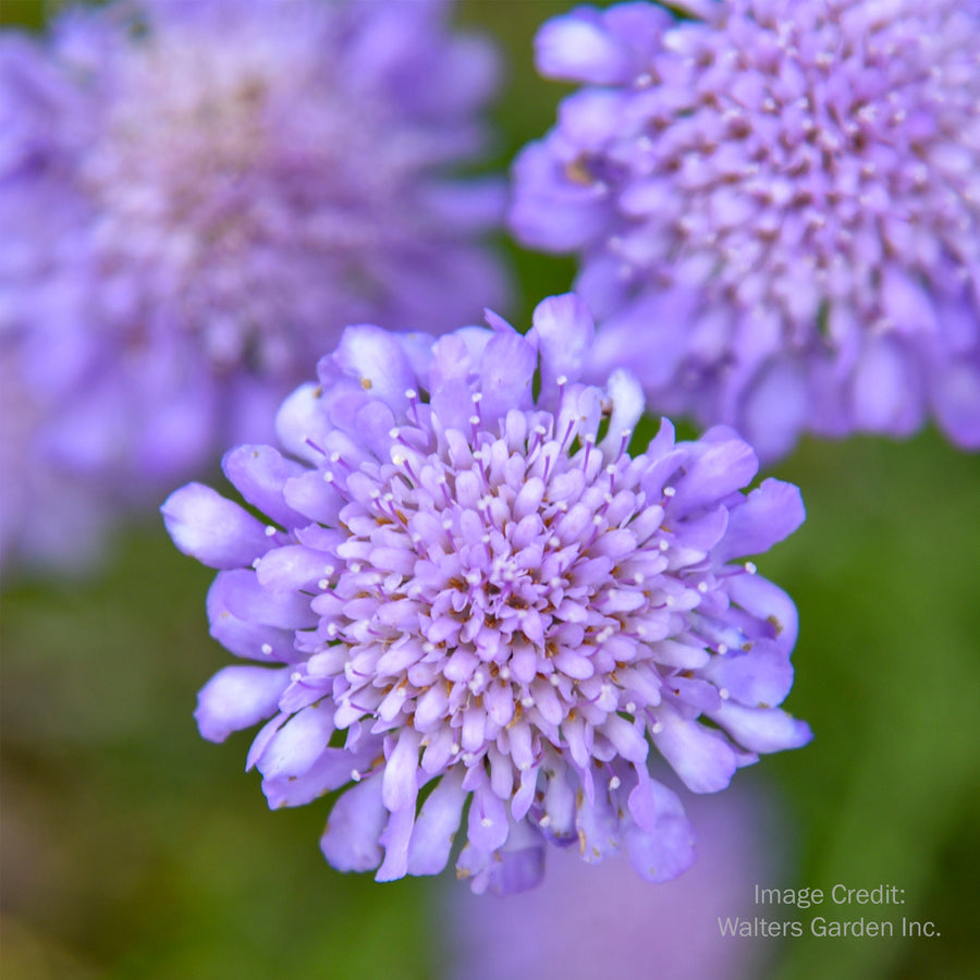 Butterfly Blue Pincushion Flower