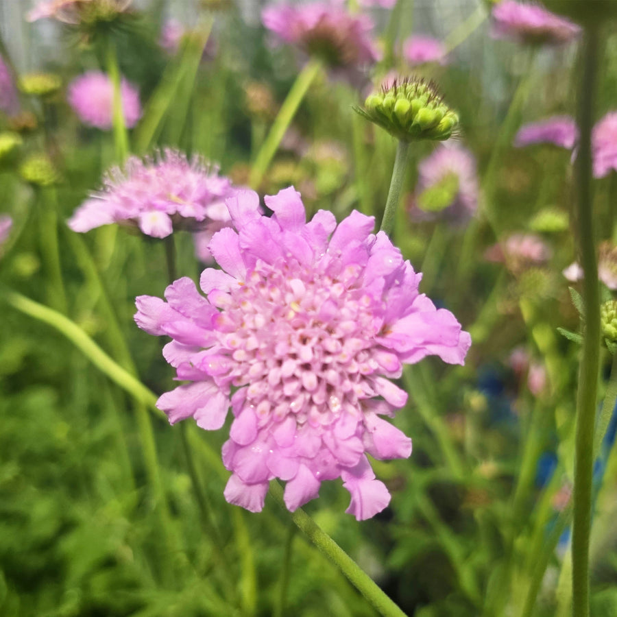 Flutter Rose Pink Pincushion Flower