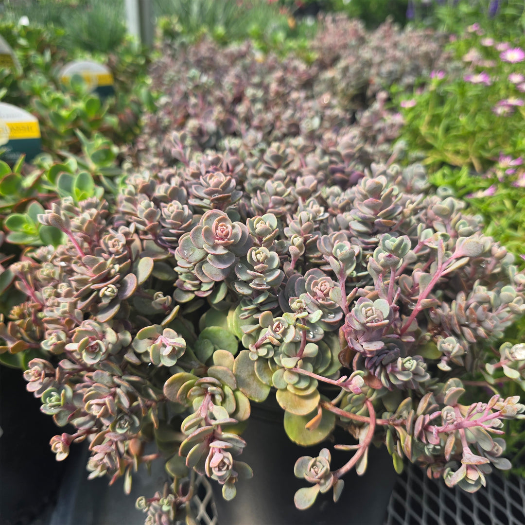 Blue Elf Stonecrop