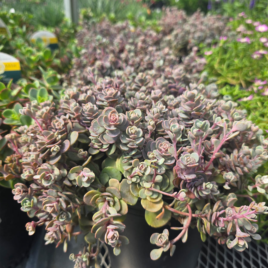 Blue Elf Stonecrop