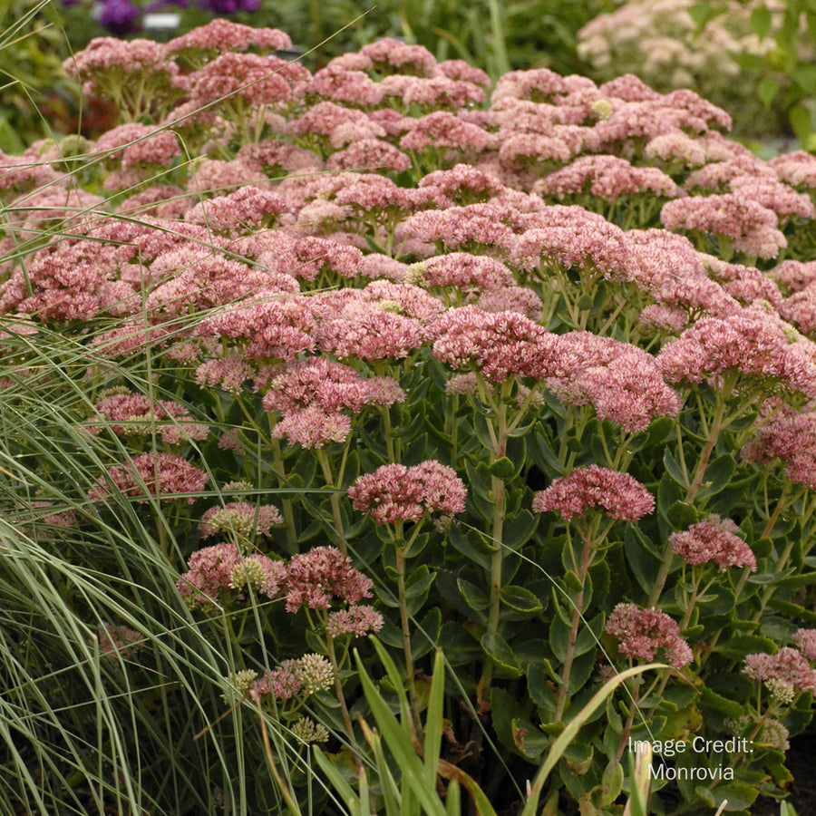 Autumn Fire Stonecrop