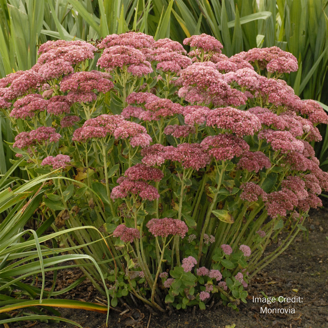 Autumn Fire Stonecrop